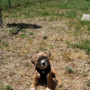 Meet your Posher, Calandra